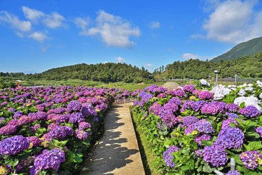Yangmingshan Ulusal Parkı, Tayvan 'da ortanca çiçekleri güzel çiçek açıyor.. 