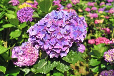 Yangmingshan Ulusal Parkı, Tayvan 'da ortanca çiçekleri güzel çiçek açıyor.. 