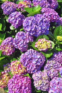 Yangmingshan Ulusal Parkı, Tayvan 'da ortanca çiçekleri güzel çiçek açıyor.. 