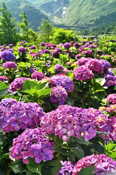 Yangmingshan Ulusal Parkı Tayvan Ortanca Çiçekleri Güzel Çiçek Açıyor — Stok fotoğraf