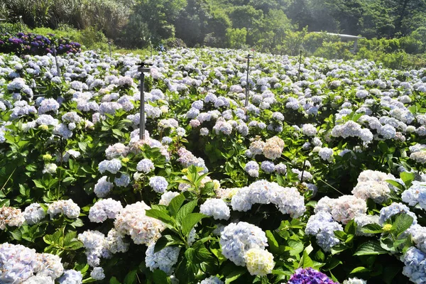Yangmingshan Ulusal Parkı Tayvan Ortanca Çiçekleri Güzel Çiçek Açıyor — Stok fotoğraf