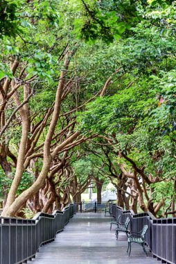Yeşil parktaki tahta kaldırım. 