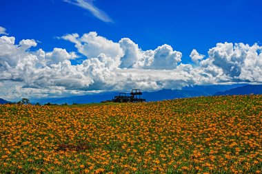 Taitung 'daki 60 Stone Dağı' nda açan portakal çiçeği.  