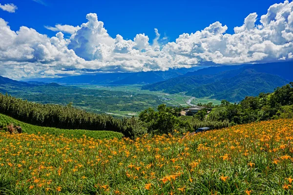 Taitung 'daki 60 Stone Dağı' nda açan portakal çiçeği.  