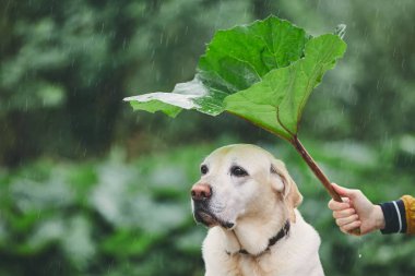 Rainy day with dog in nature. Man holding leaf of burdock above his sad labrador retriever. clipart