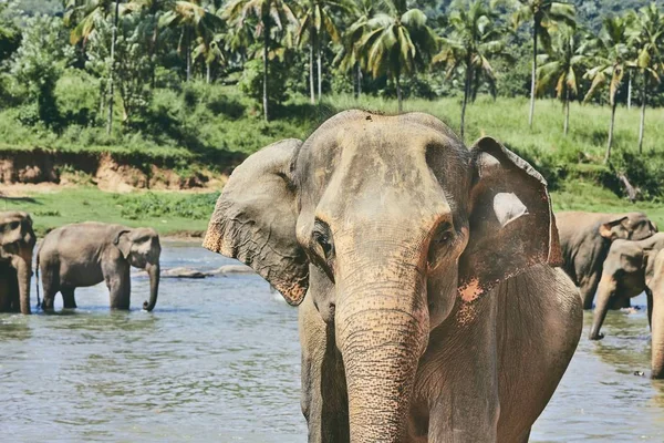 Elephants Bathing River Jungle Sri Lanka — Stock Photo, Image