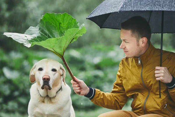 Βροχερή Μέρα Σκυλί Στη Φύση Νεαρός Άνδρας Ομπρέλα Κρατώντας Φύλλα — Φωτογραφία Αρχείου