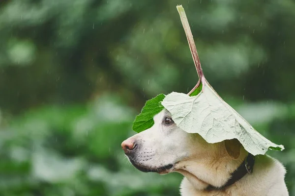 Rainy Day Dog Nature Labrador Retriever Hiding Head Leaf Burdock — Stock Photo, Image