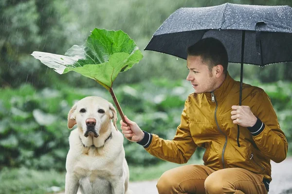 Deszczowy Dzień Psem Naturze Młody Człowiek Parasol Gospodarstwa Liści Łopianu Obrazek Stockowy