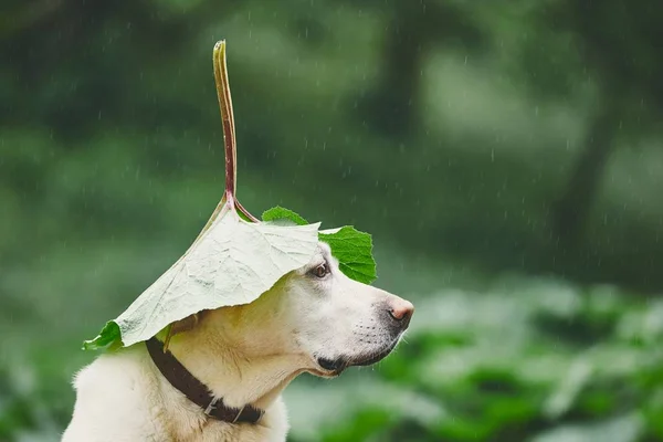 Deszczowy Dzień Psem Naturze Labrador Retriever Ukrywanie Głowy Pod Liści — Zdjęcie stockowe