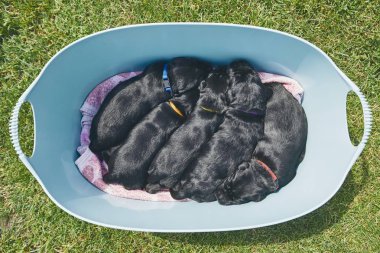 Yenidoğan bir köpek. Beş yavruları safkan dev Schnauzer plastik sepet içinde yatan.