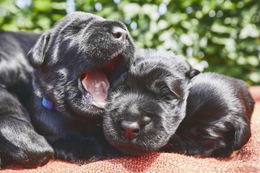 Yenidoğan köpek (10 gün eski). Battaniye var yalan safkan dev Schnauzer kukla Kardeşliği.