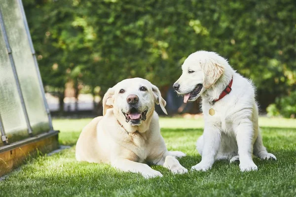 Two playful dogs on garden. Happy old labrador retriver and puppy of golden retriver enjoy together sunny day.