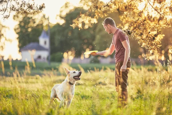 Jongeman Vliegende Schijf Voor Zijn Hond Gooien Zomertijd Met Labrador — Stockfoto