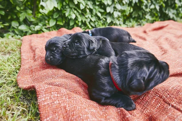 Koiran Vastasyntyneet Päivän Ikäiset Pennut Sisarukset Puhdasrotuisten Giant Schnauzer Makaa — kuvapankkivalokuva