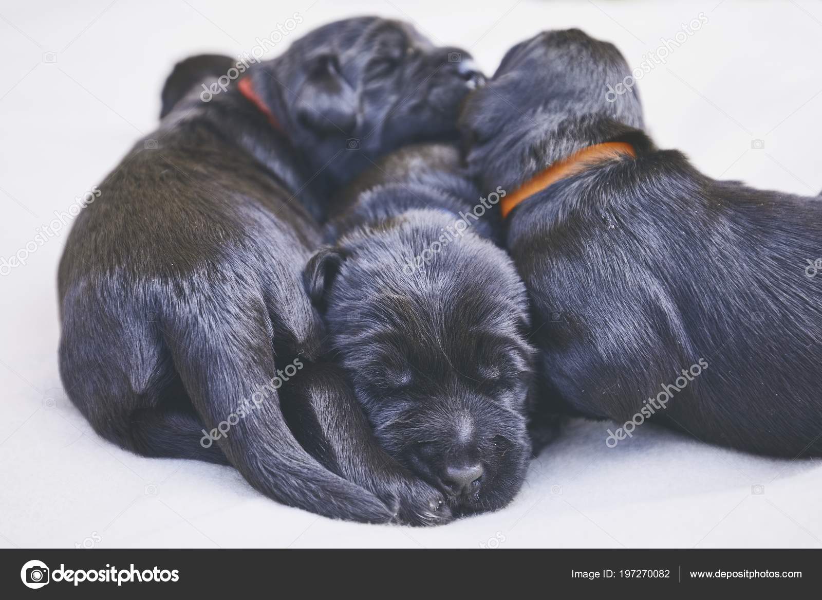 Newborns Dog Days Old Puppies Siblings Purebred Giant Schnauzer Lying Stock Photo Image By C Chalabala Newborns Dog Days Old Puppies Siblings Purebred Giant Schnauzer Lying Stock Photo Image By C Chalabala