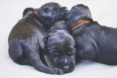 Yenidoğan köpek (10 gün eski). Battaniye var yalan safkan dev Schnauzer kukla Kardeşliği.