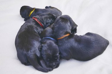 Yenidoğan köpek (10 gün eski). Battaniye var yalan safkan dev Schnauzer kukla Kardeşliği.