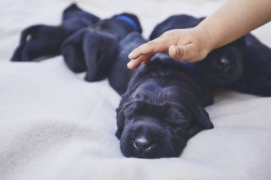 Yenidoğan köpek (10 gün eski). Çocuk el okşayarak köpek yavrusu safkan dev Schnauzer. 