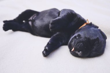 Yenidoğan köpek (10 gün eski). Battaniye uyku safkan dev Schnauzer köpek yavrusu.