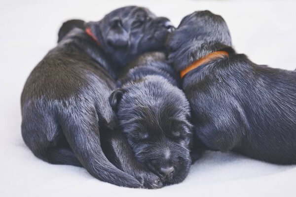 Новорожденные собаки (10 дней). Щенки братьев и сестер чистокровного Гиганта Шнауцера лежат на одеяле
.