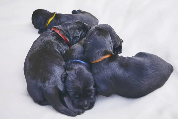 Newborns Dog Days Old Puppies Siblings Purebred Giant Schnauzer Lying — Stock Photo, Image