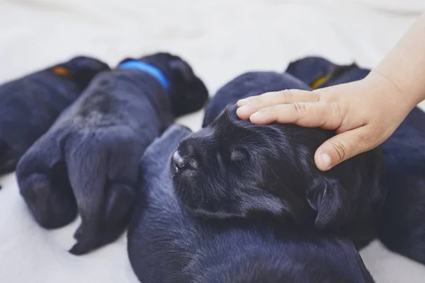 Newborns Dog Days Old Child Hand Stroking Puppy Purebred Giant — Stock Photo, Image