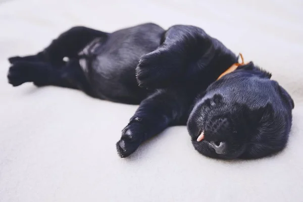 Recém Nascido Cão Dias Idade Filhote Cachorro Raça Pura Gigante — Fotografia de Stock