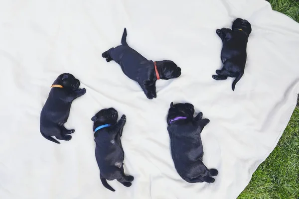 Newborns Dog Days Old Puppies Siblings Purebred Giant Schnauzer Lying — Stock Photo, Image