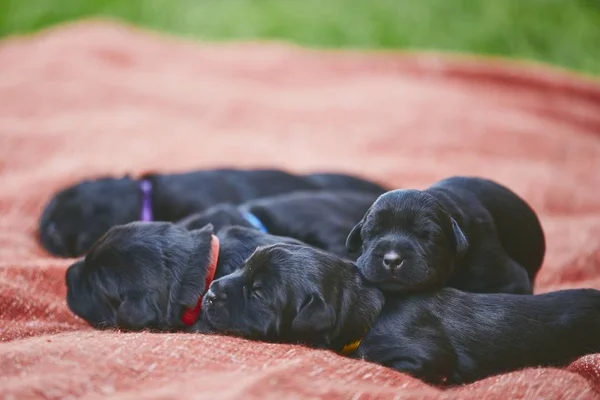 Koiran Vastasyntyneet Päivän Ikäiset Pennut Sisarukset Puhdasrotuisten Giant Schnauzer Makaa — kuvapankkivalokuva