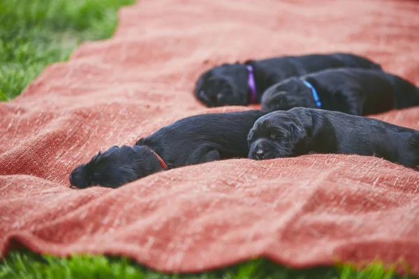 Recién Nacidos Perro Días Edad Cachorros Hermanos Pura Raza Gigante — Foto de Stock