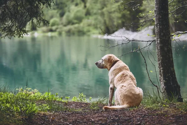 森の犬 湖を見て古いラブラドル レトリーバー犬 — ストック写真