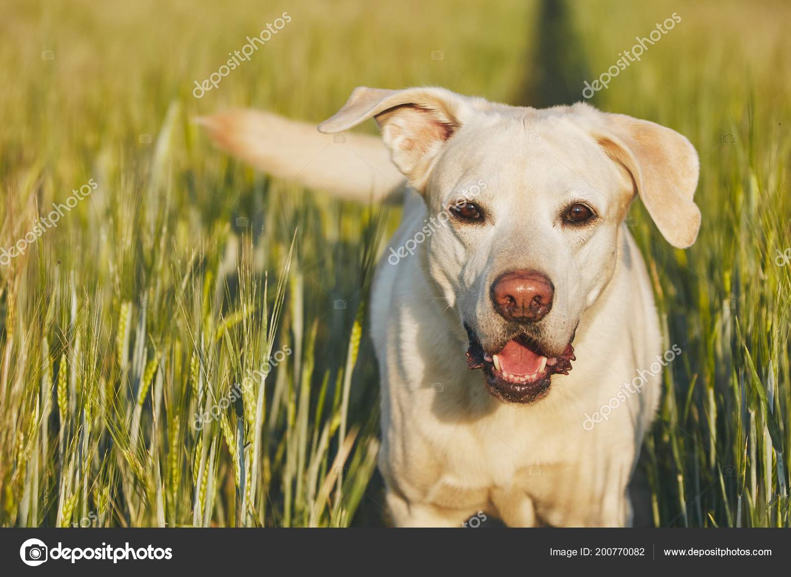 Glad Hund Labrador Retriever Går Stien Feltet Stock-foto © Chalabala #200770082