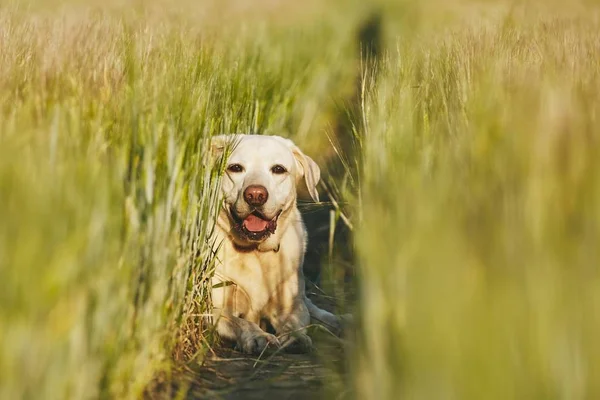 Šťastný Pes Krajině Labradorský Retrívr Skrývá Cestu Poli — Stock fotografie