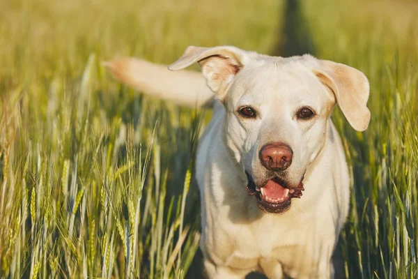 Lycklig Hund Landsbygden Labrador Retriever Sökvägen Fältet — Stockfoto