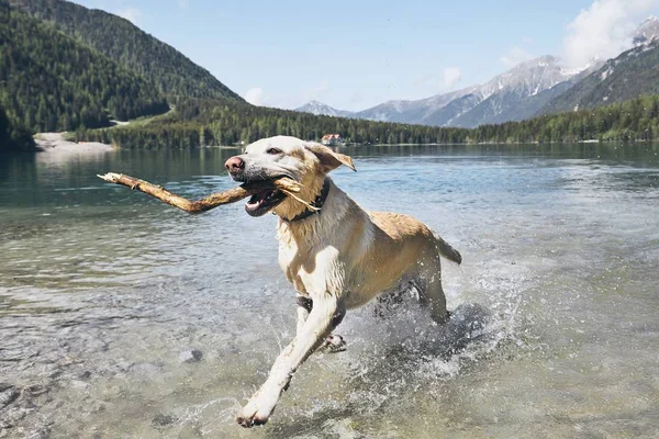 山の棒を持つ犬 幸せなラブラドール レトリバーの湖で実行されています イタリア アルプス — ストック写真