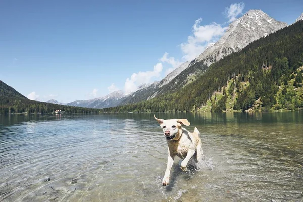 狗在山上 快乐的拉布拉多猎犬在湖中奔跑 阿尔卑斯山 意大利 — 图库照片