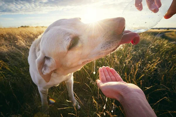 Törstig Hund Vid Solnedgången Sommar Naturen Gul Labrador Retriever Dricksvatten — Stockfoto