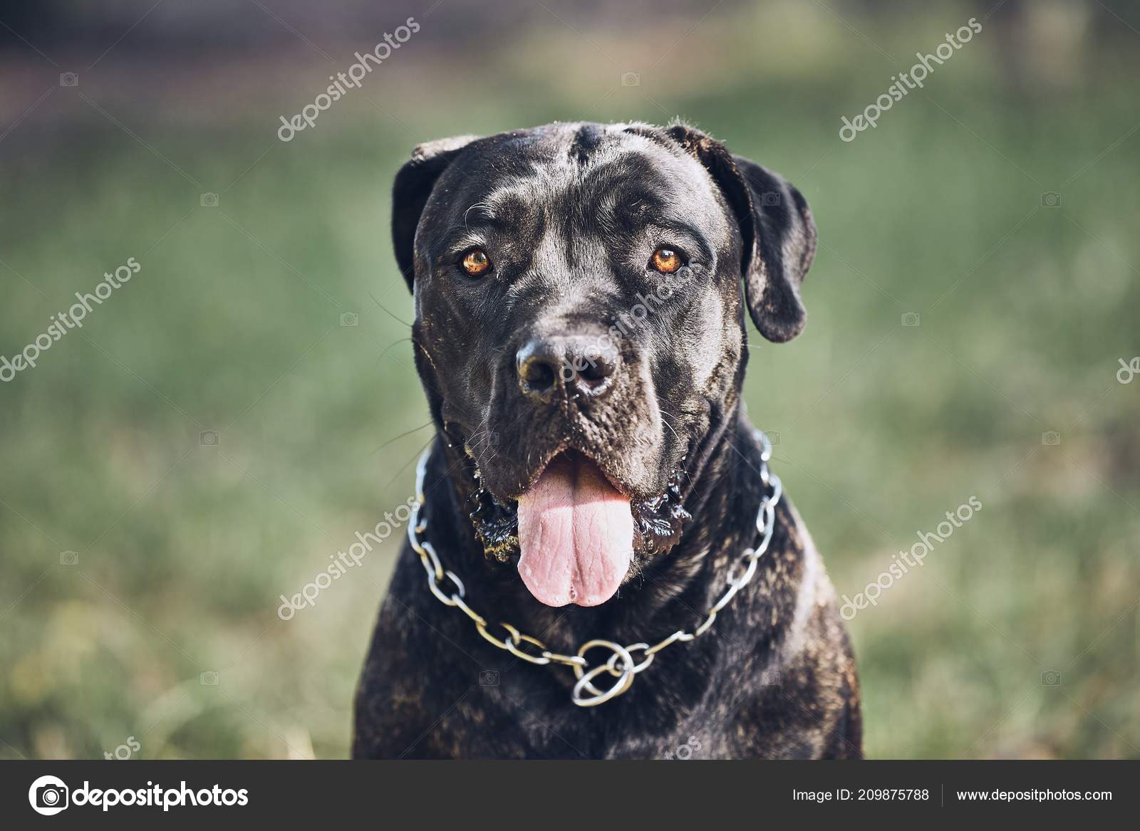 Ritratto Cane Guardia Cane Corso Durante Giorno Estate Foto Stock