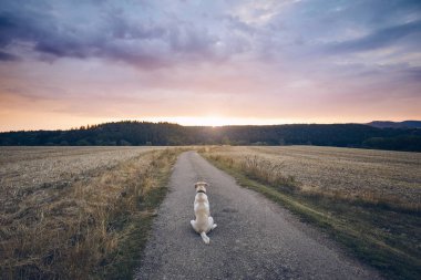 Dikiz üzücü köpek. Sadık labrador retriever kırsal yolda günbatımında bekliyor.