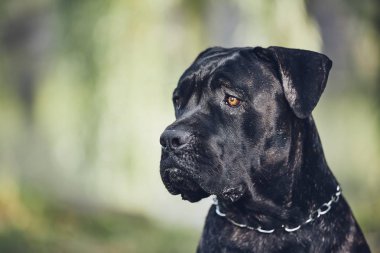Bekçi köpeği (cane corso) yaz gün boyunca dağ evi önünde portresi.