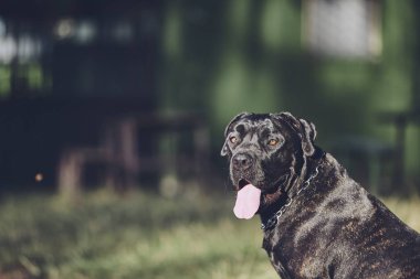Bekçi köpeği (cane corso) yaz gün boyunca dağ evi önünde portresi.
