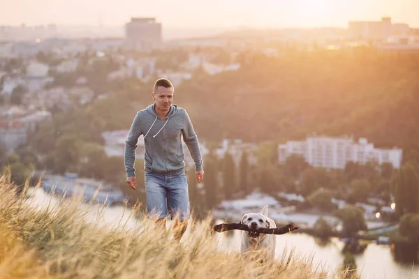 Morgonpromenad Med Hunden Ung Man Och Hans Labrador Retriever Ängen — Stockfoto