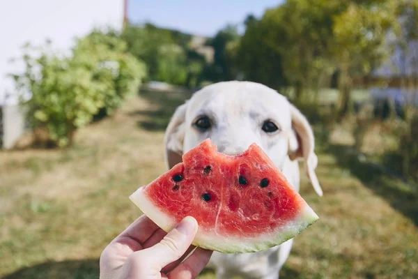 Yaz ferahlık arka bahçesinde üzerinde. Karpuz meraklı köpek (labrador retriever karşı tutan el Close-up).