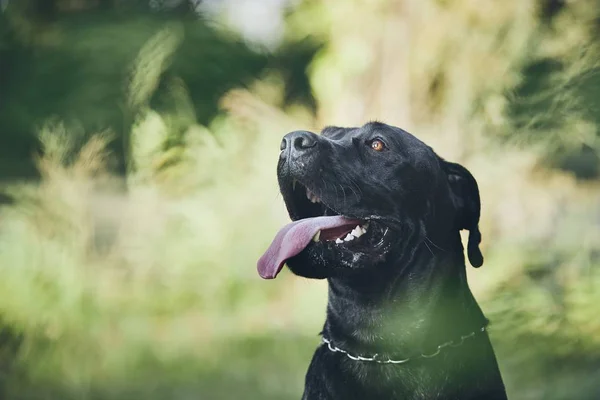 Portret Van Gelukkig Cane Corso Hond Natuur Tijdens Zomerdag — Stockfoto