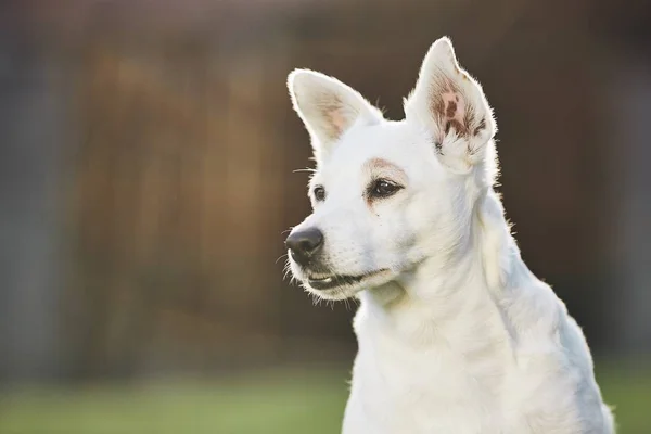 Retrato Velho Cão Leal Quintal Foco Seletivo Com Espaço Cópia — Fotografia de Stock