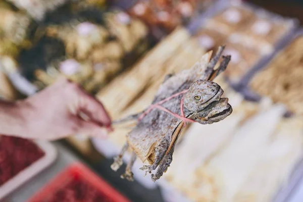 Human Hand Holding Dried Tokay Gecko Shop Traditional Chinese Medicine — Stock Photo, Image