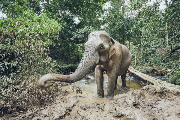 Asian Elephant Walking Cross River Tropical Rainforest Chiang Mai Province — Stock Photo, Image
