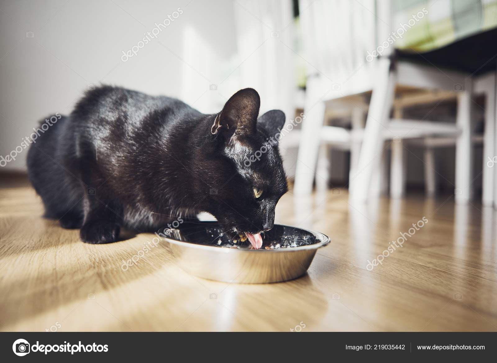 Close View Black Cat While Eating Food Bowl Home ??? Stock Photo