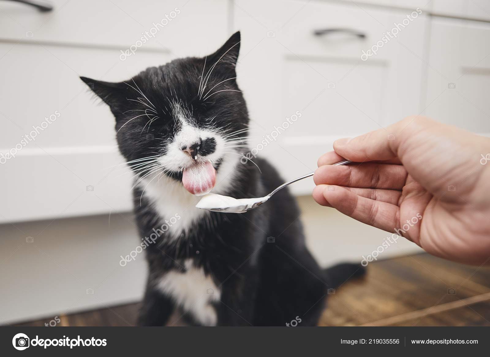Black Cat Licking Yogurt Spoon His Pet Owner Home Kitchen — Stock